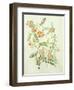 Colutea Arbordscens Media-Matilda Conyers-Framed Giclee Print