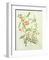 Colutea Arbordscens Media-Matilda Conyers-Framed Giclee Print