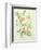 Colutea Arbordscens Media-Matilda Conyers-Framed Giclee Print