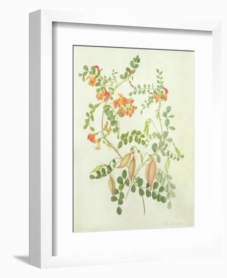 Colutea Arbordscens Media-Matilda Conyers-Framed Giclee Print