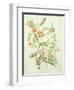 Colutea Arbordscens Media-Matilda Conyers-Framed Giclee Print