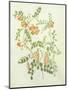 Colutea Arbordscens Media-Matilda Conyers-Mounted Giclee Print