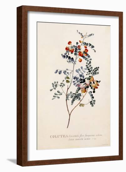 Colutea, C.1745-Georg Dionysius Ehret-Framed Giclee Print