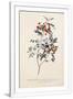 Gramercy White
