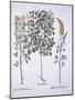 Colutea Tree and Cytisus Varieties, from 'Hortus Eystettensis', by Basil Besler (1561-1629), Pub. 1-German School-Mounted Giclee Print