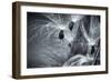 Coma and Seeds of the Milkweed Plant or Butterfly Weed-Frances Gallogly-Framed Photographic Print