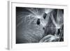 Coma and Seeds of the Milkweed Plant or Butterfly Weed-Frances Gallogly-Framed Photographic Print