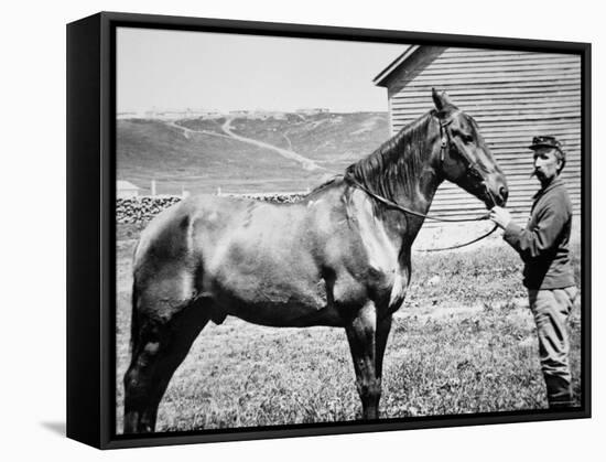 Comanche, Captain Keogh's Mount, the Only Survivor of Custer's Last Stand, 25th June 1876-null-Framed Stretched Canvas