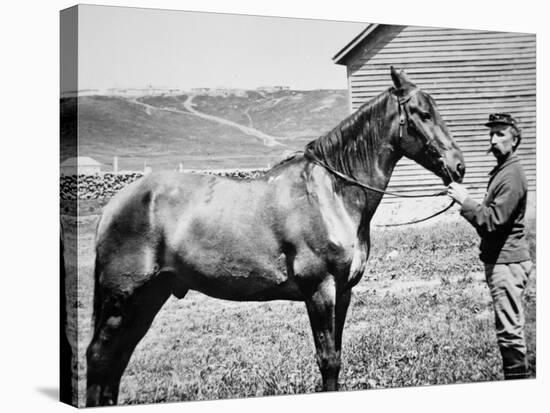 Comanche, Captain Keogh's Mount, the Only Survivor of Custer's Last Stand, 25th June 1876-null-Stretched Canvas