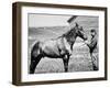 Comanche, Captain Keogh's Mount, the Only Survivor of Custer's Last Stand, 25th June 1876-null-Framed Photographic Print