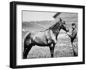 Comanche, Captain Keogh's Mount, the Only Survivor of Custer's Last Stand, 25th June 1876-null-Framed Photographic Print