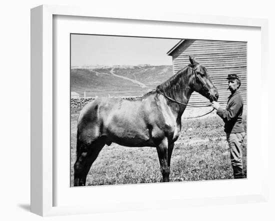 Comanche, Captain Keogh's Mount, the Only Survivor of Custer's Last Stand, 25th June 1876-null-Framed Photographic Print