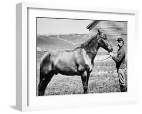 Comanche, Captain Keogh's Mount, the Only Survivor of Custer's Last Stand, 25th June 1876-null-Framed Photographic Print