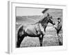 Comanche, Captain Keogh's Mount, the Only Survivor of Custer's Last Stand, 25th June 1876-null-Framed Photographic Print