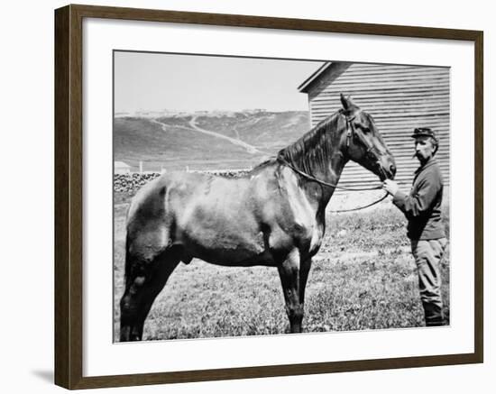 Comanche, Captain Keogh's Mount, the Only Survivor of Custer's Last Stand, 25th June 1876-null-Framed Photographic Print