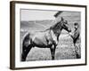 Comanche, Captain Keogh's Mount, the Only Survivor of Custer's Last Stand, 25th June 1876-null-Framed Photographic Print