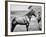 Comanche, Captain Keogh's Mount, the Only Survivor of Custer's Last Stand, 25th June 1876-null-Framed Photographic Print