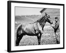 Comanche, Captain Keogh's Mount, the Only Survivor of Custer's Last Stand, 25th June 1876-null-Framed Photographic Print