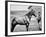 Comanche, Captain Keogh's Mount, the Only Survivor of Custer's Last Stand, 25th June 1876-null-Framed Photographic Print