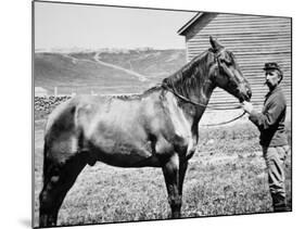 Comanche, Captain Keogh's Mount, the Only Survivor of Custer's Last Stand, 25th June 1876-null-Mounted Photographic Print