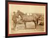 Comanche-John C. H. Grabill-Framed Giclee Print