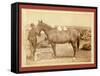 Comanche-John C. H. Grabill-Framed Stretched Canvas