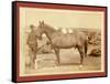 Comanche-John C. H. Grabill-Framed Stretched Canvas