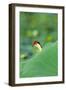 Comb-Crested Jacana-null-Framed Photographic Print