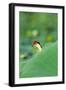 Comb-Crested Jacana-null-Framed Photographic Print