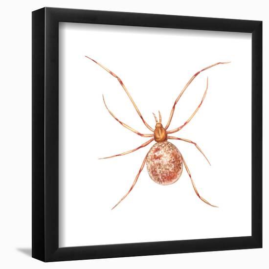 Comb-Footed Weaver (Theridion Tepidariorum), Spider, Arachnids-Encyclopaedia Britannica-Framed Poster