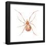 Comb-Footed Weaver (Theridion Tepidariorum), Spider, Arachnids-Encyclopaedia Britannica-Framed Poster