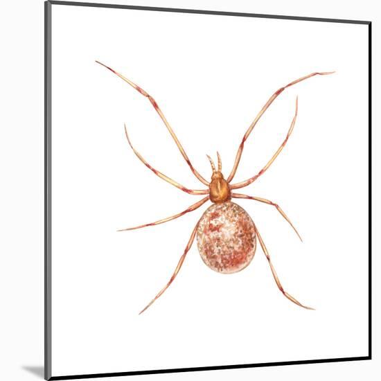 Comb-Footed Weaver (Theridion Tepidariorum), Spider, Arachnids-Encyclopaedia Britannica-Mounted Poster