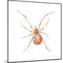 Comb-Footed Weaver (Theridion Tepidariorum), Spider, Arachnids-Encyclopaedia Britannica-Mounted Poster