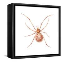 Comb-Footed Weaver (Theridion Tepidariorum), Spider, Arachnids-Encyclopaedia Britannica-Framed Stretched Canvas