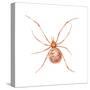 Comb-Footed Weaver (Theridion Tepidariorum), Spider, Arachnids-Encyclopaedia Britannica-Stretched Canvas