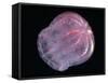 Comb Jelly (Beroe Cucumis), Deep Sea Atlantic Ocean-David Shale-Framed Stretched Canvas