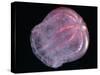 Comb Jelly (Beroe Cucumis), Deep Sea Atlantic Ocean-David Shale-Stretched Canvas