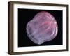 Comb Jelly (Beroe Cucumis), Deep Sea Atlantic Ocean-David Shale-Framed Photographic Print