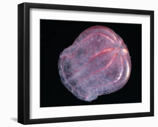 Comb Jelly (Beroe Cucumis), Deep Sea Atlantic Ocean-David Shale-Framed Photographic Print