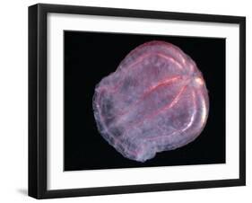 Comb Jelly (Beroe Cucumis), Deep Sea Atlantic Ocean-David Shale-Framed Photographic Print