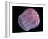 Comb Jelly (Beroe Cucumis), Deep Sea Atlantic Ocean-David Shale-Framed Photographic Print