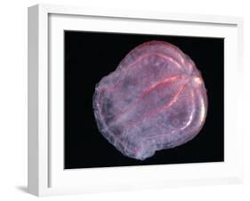 Comb Jelly (Beroe Cucumis), Deep Sea Atlantic Ocean-David Shale-Framed Photographic Print