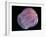 Comb Jelly (Beroe Cucumis), Deep Sea Atlantic Ocean-David Shale-Framed Photographic Print