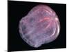 Comb Jelly (Beroe Cucumis), Deep Sea Atlantic Ocean-David Shale-Mounted Photographic Print