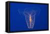 Comb Jelly-Hal Beral-Framed Stretched Canvas