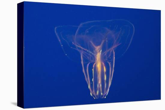 Comb Jelly-Hal Beral-Stretched Canvas