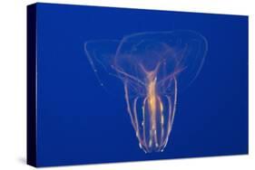 Comb Jelly-Hal Beral-Stretched Canvas