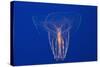 Comb Jelly-Hal Beral-Stretched Canvas