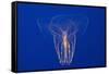 Comb Jelly-Hal Beral-Framed Stretched Canvas