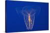 Comb Jelly-Hal Beral-Stretched Canvas